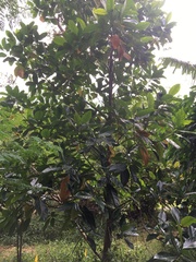 Artocarpus heterophyllus