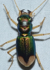 Grammognatha euphratica