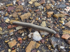 Ommatoiulus lusitanus