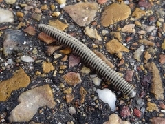 Ommatoiulus lusitanus