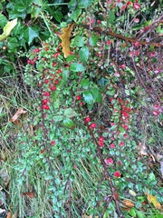 Cotoneaster integrifolius