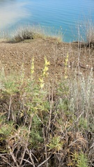 Salvia scabiosifolia