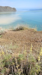 Salvia scabiosifolia