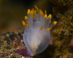 Ancula gibbosa