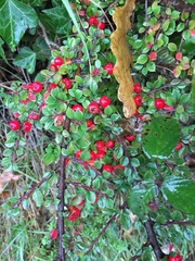 Cotoneaster integrifolius