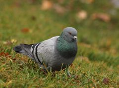 Columba livia domestica