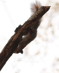 Sciurus vulgaris