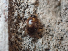 Amphicrossus ciliatus