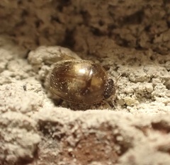 Amphicrossus ciliatus