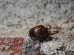 Amphicrossus ciliatus
