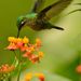 Emerald-chinned Hummingbird - Photo (c) sierra_madre_chiapas, some rights reserved (CC BY-NC)