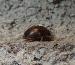 Amphicrossus ciliatus