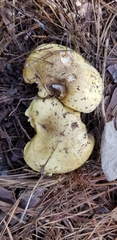 Tricholoma intermedium