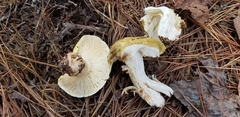Tricholoma intermedium
