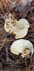 Tricholoma intermedium