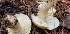 Tricholoma intermedium