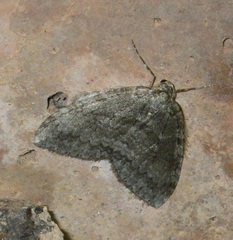Operophterini