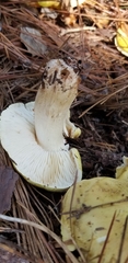 Tricholoma intermedium
