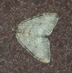 Operophterini