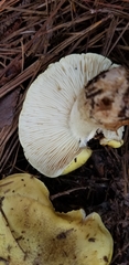 Tricholoma intermedium