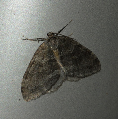 Operophterini