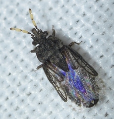 Aradus flavicornis