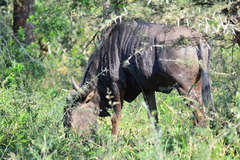 Connochaetes taurinus