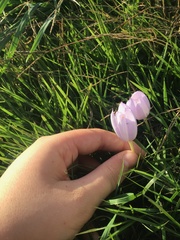 Crocus kotschyanus