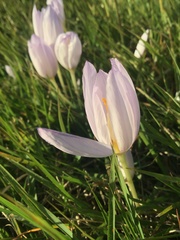 Crocus kotschyanus