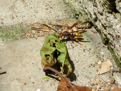 Polistes cavapytiformis