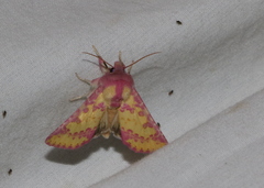 Psectrotarsia suavis