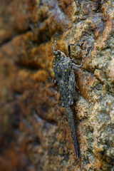 Scelimena gombakensis