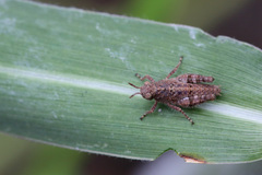 Orthoptera