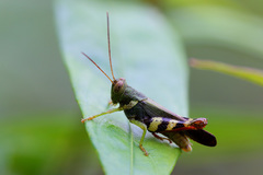 Apalacris varicornis