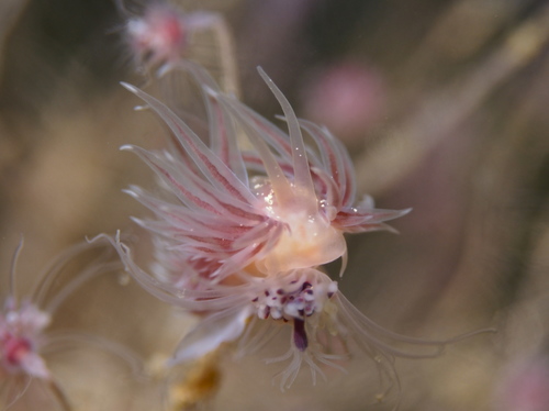 Cumanotus beaumonti