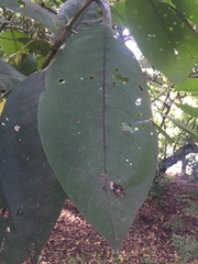 Citharexylum subflavescens