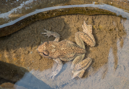 Rocky Mountain Tailed Frog