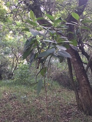 Citharexylum subflavescens