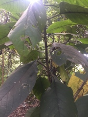 Citharexylum subflavescens