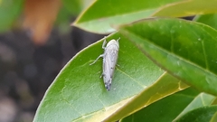 Synophropsis