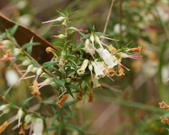 Epacris impressa