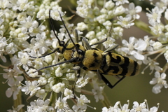 Chlorophorus varius