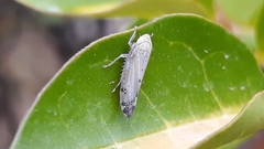 Synophropsis