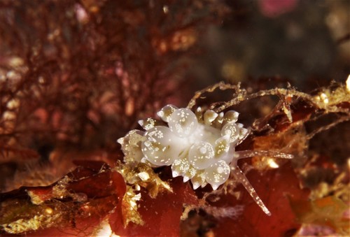 Amphorina pallida