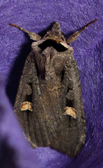 Adelphagrotis indeterminata