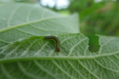 Orthosia gracilis