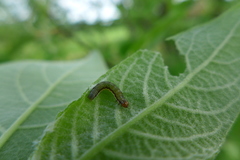 Orthosia gracilis