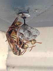 Polistes humilis synoecus
