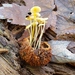 Walnut Mycena - Photo (c) TroutFly, some rights reserved (CC BY-NC), uploaded by TroutFly