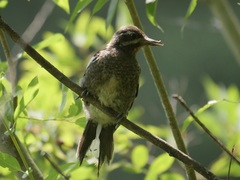 Sphyrapicus nuchalis